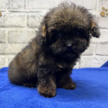 トイプードル(タイニー)【栃木県・男の子・2025年3月19日・ブリンドル】の写真「小ぶりでマズル短めの子をお探しの方ぜひ！」