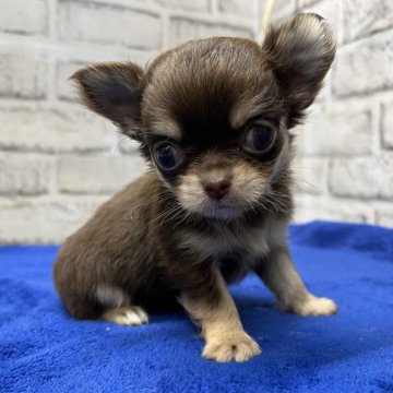 チワワ(ロング)【栃木県・男の子・2025年5月21日・チョコタン&クリーム】の写真「綺麗なチョコタンクリーム男の子です(*^^*)」