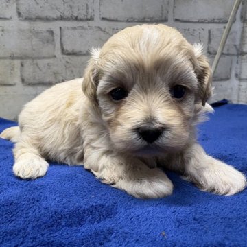 マルプー(マルチーズ×トイプードル)【栃木県・女の子・2025年10月4日・クリーム&ホワイト】の写真「綺麗なクリーム色のマルプーちゃんです。」