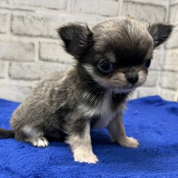 チワワ(ロング)【栃木県・男の子・2025年1月24日・ブルーフォーン】の写真「可愛らしいお顔のブルーフォーンチワワの男の子」