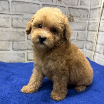 トイプードル(タイニー)【栃木県・男の子・2025年3月19日・レッド】の写真「クリクリお目目が可愛いトイプーの男の子」