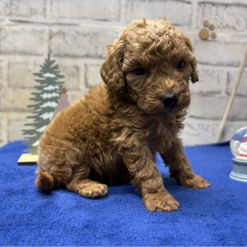 マルプー(マルチーズ×トイプードル)【栃木県・男の子・2025年10月4日・レッド】の写真「プードルよりのマルプーちゃんになります」