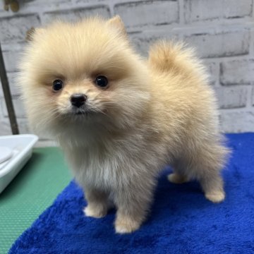 ポメラニアン【栃木県・女の子・2025年1月5日・クリーム】の写真「日に日に可愛くなっております(*^^*)」