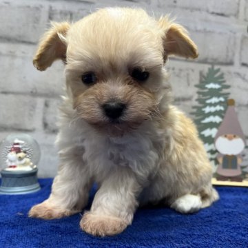 マルプー(トイプードル×マルチーズ)【栃木県・男の子・2024年10月21日・クリーム&ホワイト】の写真「15日までの掲載とさせて頂きます。」
