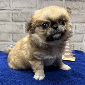 ペキチワ(チワワ×ペキニーズ)【栃木県・女の子・2024年10月29日・セーブルホワイト】の写真「クリスマスにお迎え可能です(*ˊᵕˋ*)」