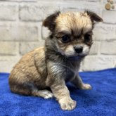 チワワ(ロング)