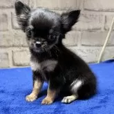 チワワ(ロング)