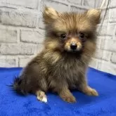 ポメチワ(チワワ×ポメラニアン)【栃木県・女の子・2025年4月15日・オレンジセーブル】の写真1