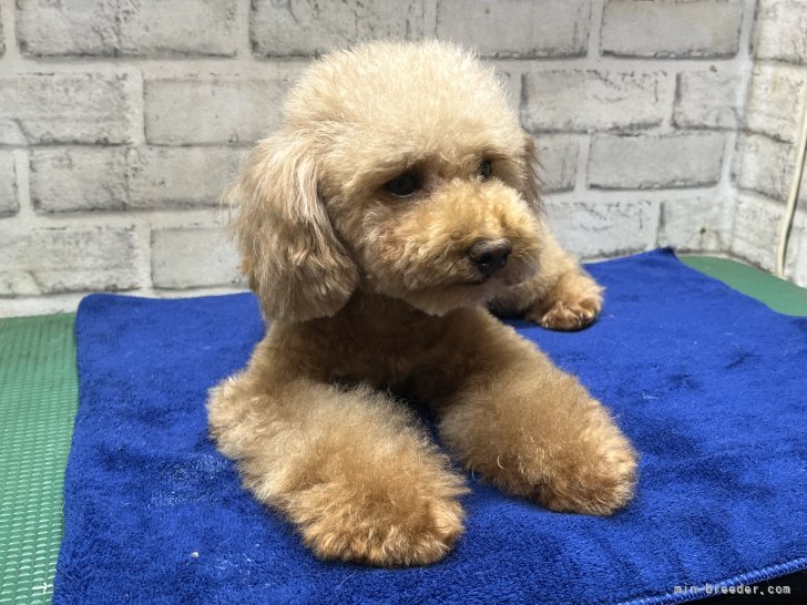 トイプードル【・女の子・2021年9月24日・レッド】