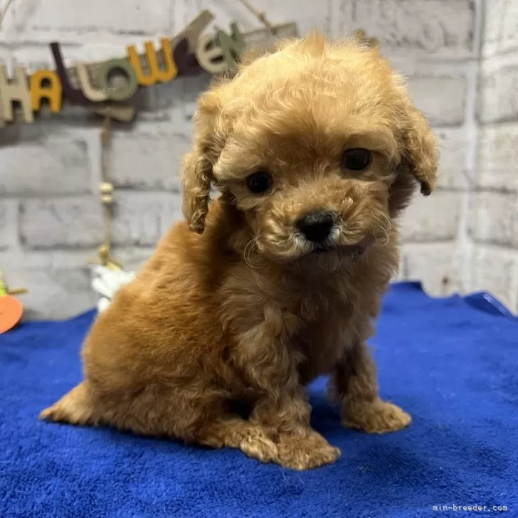 ID：2409-04293の子犬