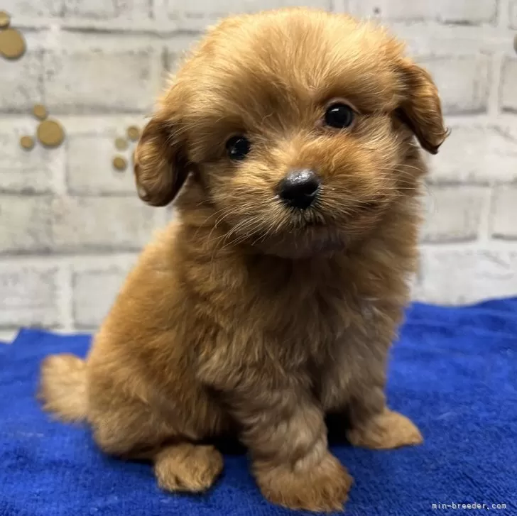 ID：2407-02912の子犬