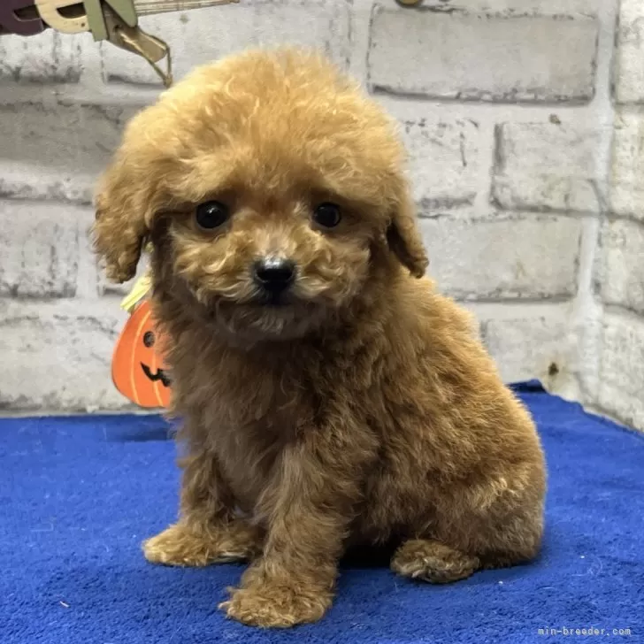 ID：2409-05333の子犬