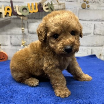 ポメプー(ポメラニアン×トイプードル)【栃木県・男の子・2024年9月5日・レッド】の写真「プードル寄りのポメプーの男の子です(*^^*)」