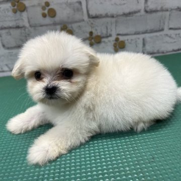 ペキマル②(マルチーズ×ペキマル)【栃木県・男の子・2023年7月20日・ホワイト】の写真「可愛らしいお顔の男の子です。」
