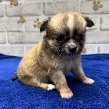 チワワ(ロング)【栃木県・女の子・2024年3月4日・セーブル】の写真「綺麗なセーブルの女の子です。」