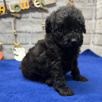 トイプードル(タイニー)【栃木県・女の子・2024年8月13日・ブラック】の写真「綺麗なブラックトイプーの女の子です。」