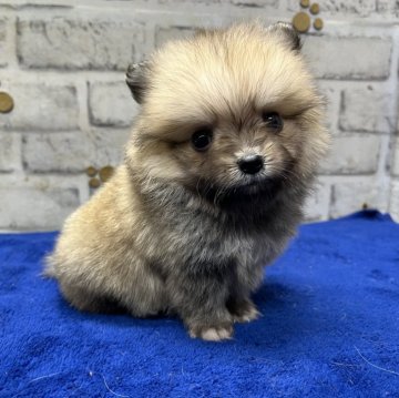 ポメラニアン【栃木県・男の子・2024年6月3日・ウルフセーブル】の写真「可愛らしいお顔のポメラニアンの男の子です。」