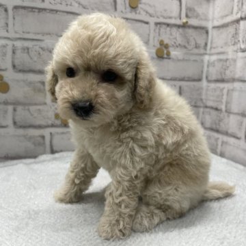 ポメプー(ポメラニアン×トイプードル)【栃木県・男の子・2023年2月14日・クリーム】の写真「おっとりとした感じのポメプーの男の子です。」