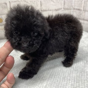 トイプードル(タイニー)【栃木県・男の子・2023年6月19日・ブラック】の写真「綺麗なブラックトイプーの男の子です。」