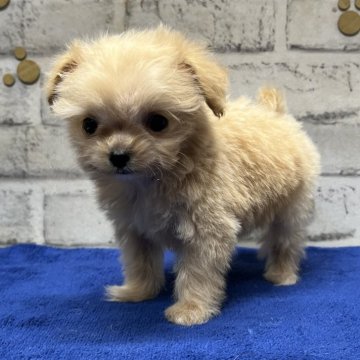 ポメプー(ポメラニアン×トイプードル)【栃木県・女の子・2024年3月22日・アプリコット】の写真「一つ一つの仕草がめちゃくちゃ可愛い～です❣️」