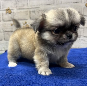 ペキチワ(チワワ×ペキニーズ)【栃木県・男の子・2024年7月1日・セーブル】の写真「分かります！ この可愛らしさっ❣️」