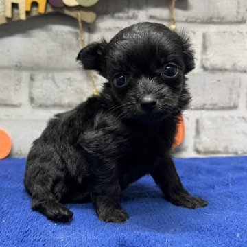 チワプー(チワワ×トイプードル)【栃木県・女の子・2024年9月21日・ブラック】の写真「可愛らしいお顔のチワプーの女の子です(*^^*)」