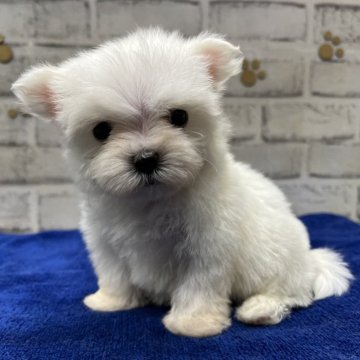マルチーズ【栃木県・男の子・2024年2月12日・ホワイト】の写真「小柄なマルチーズの男の子です。」