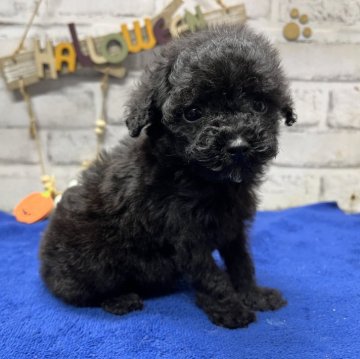 トイプードル(タイニー)【栃木県・女の子・2024年8月13日・ブラック】の写真「小柄で可愛いらしいブラックトイプーの女の子です。」