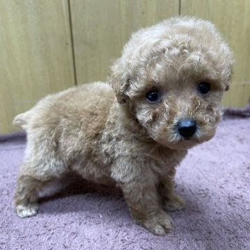 トイプードル(タイニー)【栃木県・女の子・2022年9月6日・アプリコット】の写真「小柄で可愛いらしい元気な子です。」