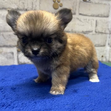 チワワ(ロング)【栃木県・男の子・2024年2月27日・セーブル】の写真「お顔がとっても可愛いチワワの男の子です。」