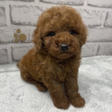 トイプードル(トイ)【栃木県・男の子・2022年11月23日・レッド】の写真「可愛らしいトイプードルの男の子です。」