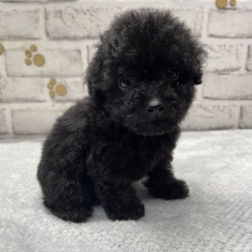 トイプードル(タイニー)【栃木県・男の子・2023年6月19日・ブラック】の写真「綺麗なブラックトイプーの男の子です。」