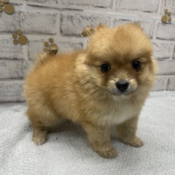 (ポメラニアン×ペキマル)【栃木県・女の子・2023年1月31日・オレンジセーブル】の写真「お顔がとっても可愛いらしくなって来ました‼️」