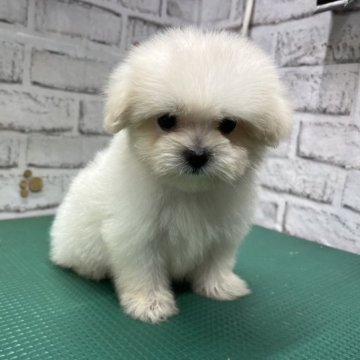 ポキマル(ポメラニアン×ペキマル)【栃木県・男の子・2023年7月15日・ホワイト】の写真「可愛くなりました‼️」