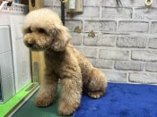 トイプードル【・女の子・2021年9月24日・レッド】