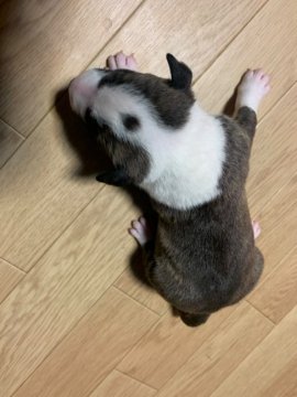 ミニチュアブルテリア【福岡県・男の子・2021年12月23日・ブリンドル&ホワイト】の写真「甘えん坊なおっとり可愛い男の子です＾＾」