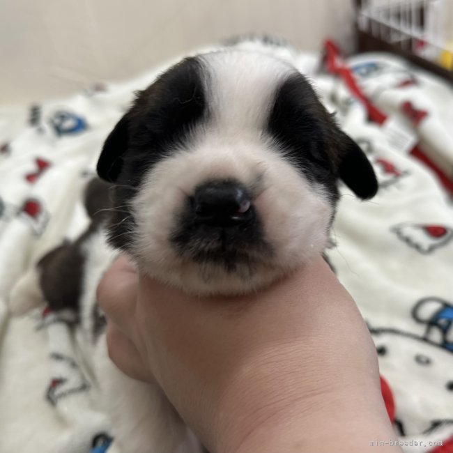 大塚史代ブリーダーのブログ：セントバーナードの仔犬ちゃん🐶💖
