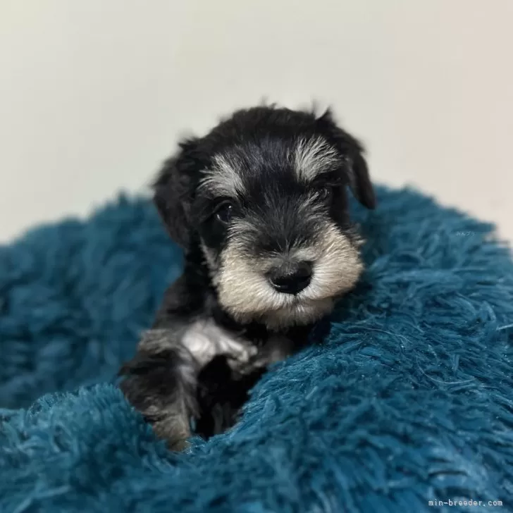 ID：2411-02814の子犬