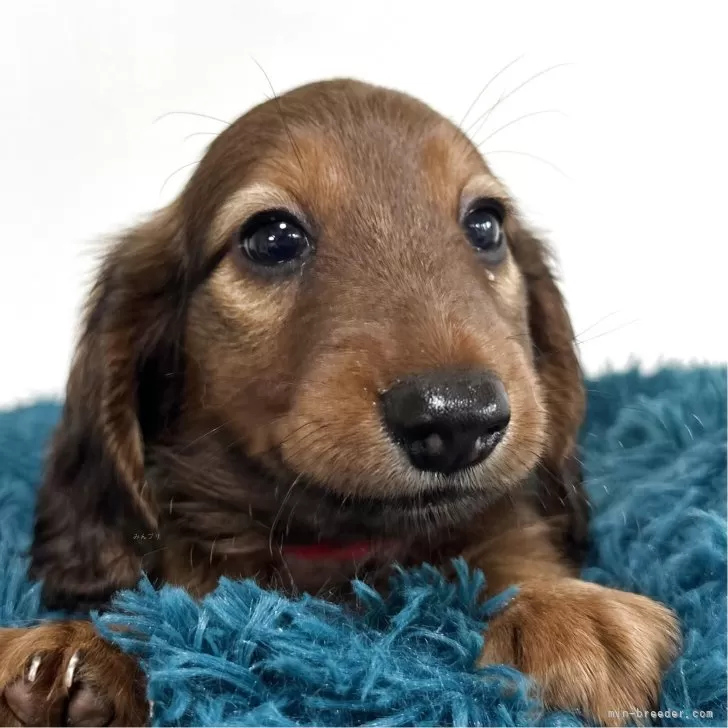 ID：2508-01566の子犬