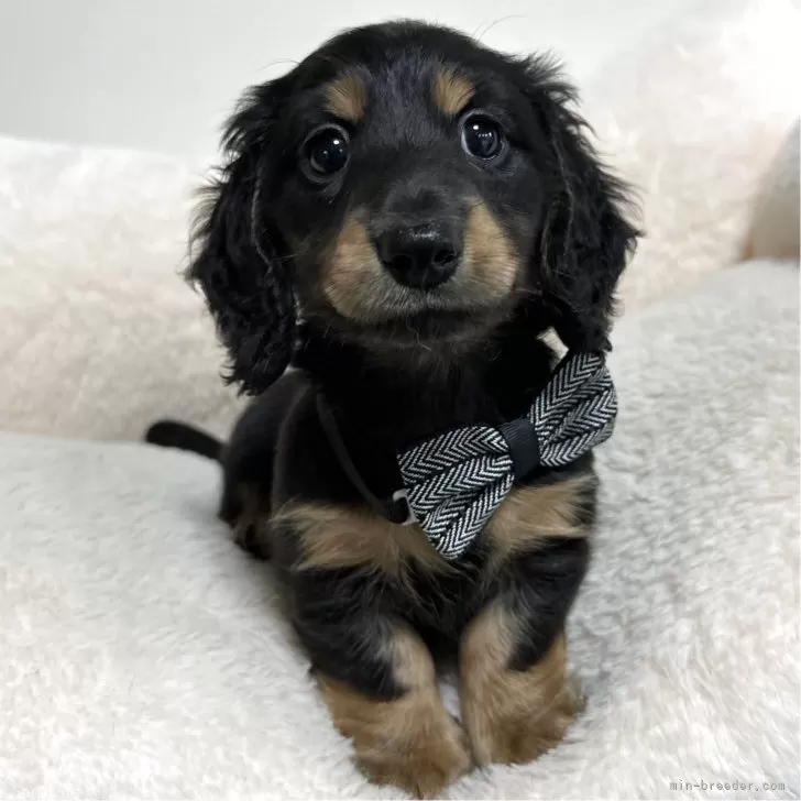 ID：2503-03850の子犬