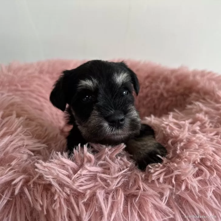 ID：2411-04365の子犬