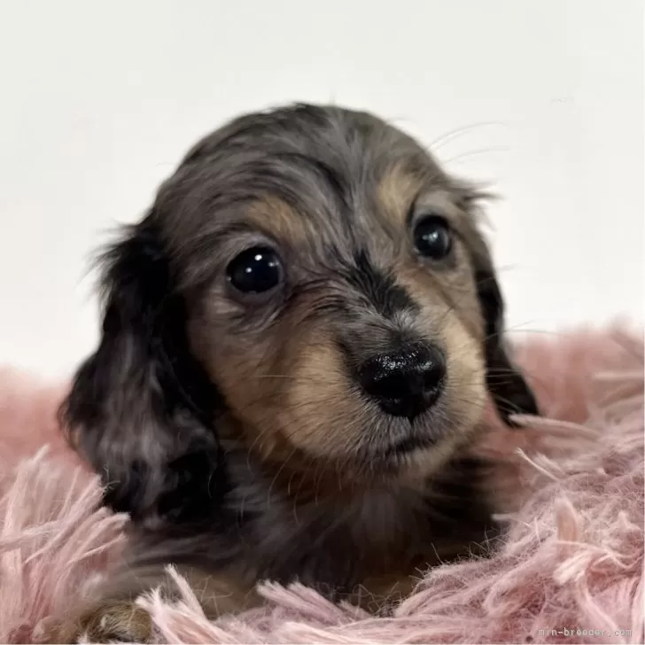 ID：2507-03486の子犬