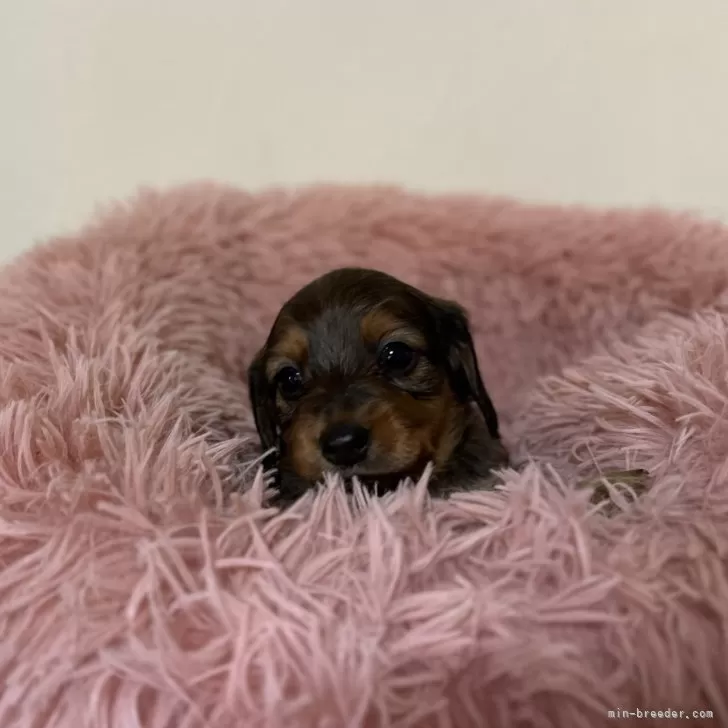 ID:2501-01597の子犬