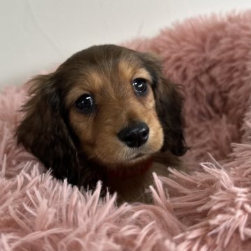 ミニチュアダックスフンド(ロング)【愛知県・女の子・2025年1月15日・シェーデッドレッド】の写真「可愛い女の子♡♡3月18日までの掲載です。」