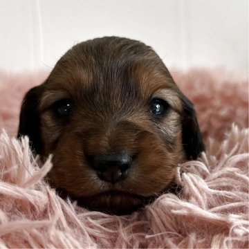 ミニチュアダックスフンド(ロング)【愛知県・女の子・2025年11月8日・レッド】の写真「可愛い女の子♡」