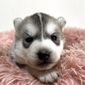 シベリアンハスキー【愛知県・女の子・2025年10月14日・シルバー&ホワイト】の写真「ムチムチ可愛すぎる女の子♡」