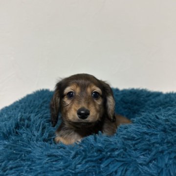 ミニチュアダックスフンド(ロング)【愛知県・男の子・2024年11月26日・シェーデッドレッド】の写真「可愛い男の子💖1月21日までの掲載です。」