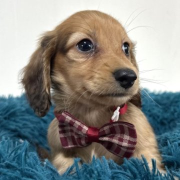 ミニチュアダックスフンド(ロング)【愛知県・男の子・2025年9月12日・レッド】の写真「可愛い男の子♡11月11日までの掲載です」