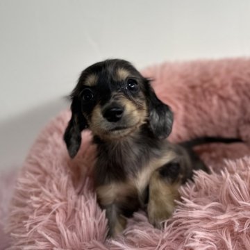 ミニチュアダックスフンド(ロング)【愛知県・女の子・2024年11月7日・シルバーダップル】の写真「可愛い女の子♡」