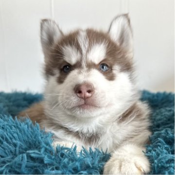 シベリアンハスキー【愛知県・男の子・2025年10月14日・チョコレート&ホワイト】の写真「まま似♡おっとりめの可愛い男の子💖」